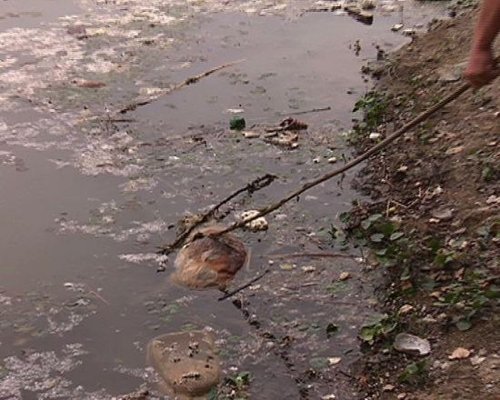 水面上漂浮著死畜。